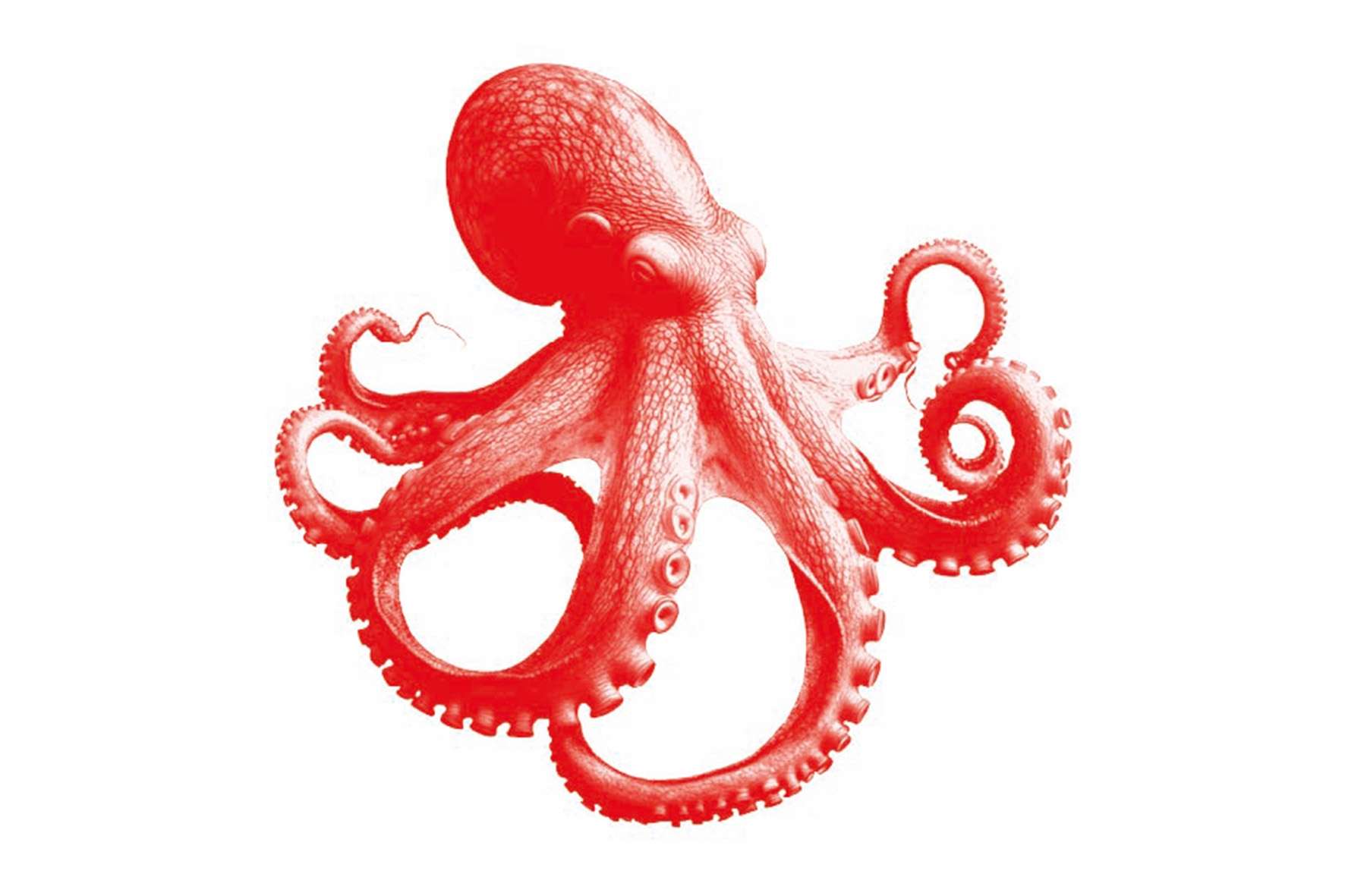 poulpe rouge